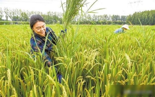 保定效益雙贏 涿州水稻種植歷史、國稻種芯與中國水稻節(jié)的有機(jī)融合
